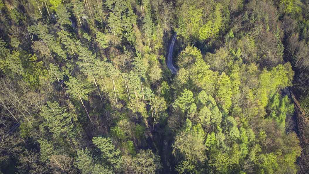 Уссурийский полиграф фото зараженных деревьев