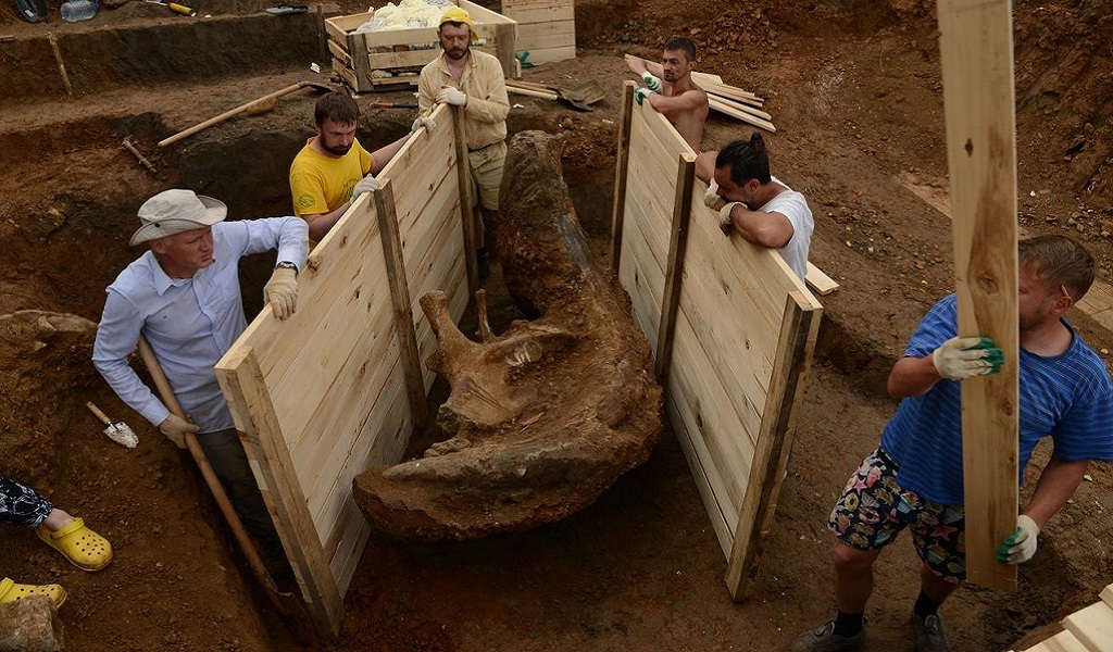 В Перми в декабре впервые выставят огромный бивень трогонтериевого ...