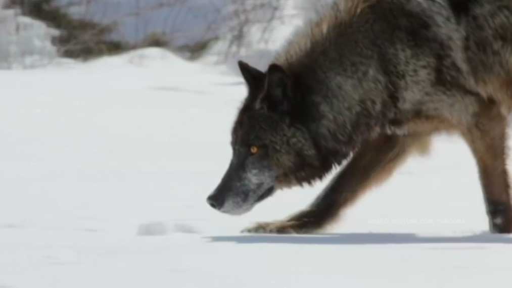 В Пермском крае пенсионерка отбила свою собаку у стаи волков | Рифей ...